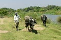 Rural India- Farmer with pair of domestic buffaloes
