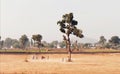 Rural India landscape. Village kids playing cricket outdoor, on playground with one tree area. Royalty Free Stock Photo