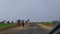 Rural Indian farmer women and cattles