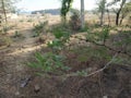 rural Indian landscape, dry and arid vegetation