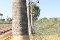 Rural indian village field in trees lane.