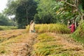 Rural Indian women are harvesting rice paddiy in Pingla village, India Royalty Free Stock Photo