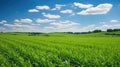 rural iowa cornfields agricultural Royalty Free Stock Photo