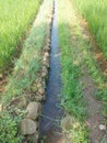 Rural irrigation channels to irrigate agricultural land Royalty Free Stock Photo