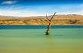 Tree amidst rural lake landscape with reeds, wildlife and with blue skies and clouds Royalty Free Stock Photo