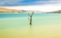 Tree amidst rural lake landscape with reeds, wildlife and with blue skies and clouds Royalty Free Stock Photo