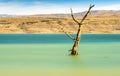 Tree amidst rural lake landscape with reeds, wildlife and with blue skies and clouds Royalty Free Stock Photo