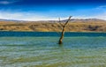 Tree amidst rural lake landscape with reeds, wildlife and with blue skies and clouds Royalty Free Stock Photo