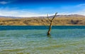 Tree amidst rural lake landscape with reeds, wildlife and with blue skies and clouds Royalty Free Stock Photo