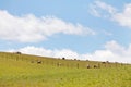 Rural Landscape