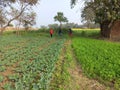 rural landscape of an agriculture farm land in Bihar, India