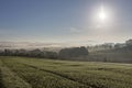 Rural landscape fog mist morning trees forest hill wind turbines