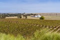 Rural landscape of Alentejo with vineyards  Portugal Royalty Free Stock Photo