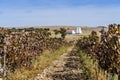 Rural landscape of Alentejo with vineyards Portugal