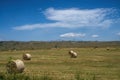 Rural landscape in the Altopiano delle Rocche, Abruzzo, Italy