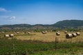 Rural landscape in the Altopiano delle Rocche, Abruzzo, Italy