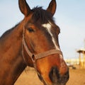 Rural landscape and animals. Close-up portrait of a brown horse. Royalty Free Stock Photo