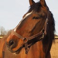 Rural landscape and animals. Close-up portrait of a brown horse. Royalty Free Stock Photo