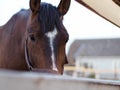 Rural landscape and animals. Close-up portrait of a brown horse. Royalty Free Stock Photo