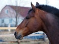 Rural landscape and animals. Close-up portrait of a brown horse. Royalty Free Stock Photo