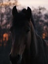 Rural landscape and animals. Close-up portrait of a dark-colored horse against the backdrop of a beautiful sunset Royalty Free Stock Photo