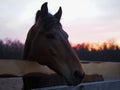 Rural landscape and animals. Close-up portrait of a dark-colored horse against the backdrop of a beautiful sunset Royalty Free Stock Photo