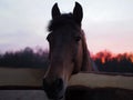 Rural landscape and animals. Close-up portrait of a dark-colored horse against the backdrop of a beautiful sunset Royalty Free Stock Photo