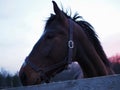 Rural landscape and animals. Close-up portrait of a dark-colored horse against the backdrop of a beautiful sunset Royalty Free Stock Photo