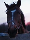 Rural landscape and animals. Close-up portrait of a dark-colored horse against the backdrop of a beautiful sunset Royalty Free Stock Photo