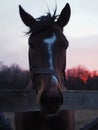 Rural landscape and animals. Close-up portrait of a dark-colored horse against the backdrop of a beautiful sunset Royalty Free Stock Photo