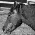 Rural landscape and animals. Portrait of an adult horse of gray color.