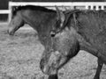 Rural landscape and animals. Portrait of an adult horse of gray color.