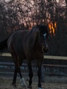 Rural landscape and animals. Silhouette of a dark-colored horse against the backdrop of a beautiful sunset Royalty Free Stock Photo