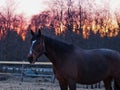 Rural landscape and animals. Silhouette of a dark-colored horse against the backdrop of a beautiful sunset Royalty Free Stock Photo