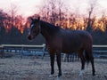 Rural landscape and animals. Silhouette of a dark-colored horse against the backdrop of a beautiful sunset Royalty Free Stock Photo
