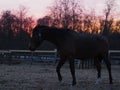 Rural landscape and animals. Silhouette of a dark-colored horse against the backdrop of a beautiful sunset Royalty Free Stock Photo