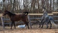 Rural landscape and animals. Walking adult horses of brown and gray color.