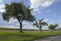 Rural landscape with apple trees and sunflower field Royalty Free Stock Photo