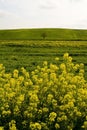 Rural landscape, Apulia, Italy - Immagine