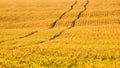 Rural landscape, background - hilly landscape with a road across a field wheat Royalty Free Stock Photo