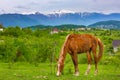 Rural landscape in the background of mountains.