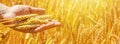 Rural landscape, banner - hand of a farmer with ears of wheat, under the hot summer sun