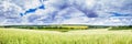 Rural landscape, banner, panorama - blooming buckwheat field Royalty Free Stock Photo