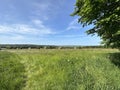 Rural landscape with, wild grasses, trees, and a bird of prey near, Wilsden, UK Royalty Free Stock Photo