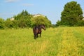 Rural landscape with a black horse Royalty Free Stock Photo
