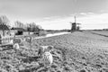 Rural landscape, in black-and-white color - view of a flock of sheep on the background of the mills Royalty Free Stock Photo