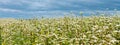 Rural landscape - blooming buckwheat field
