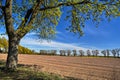 Rural landscape with a blooming tree and farmland during spring Royalty Free Stock Photo