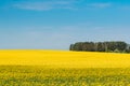 Rural Landscape With Blossom Of Canola Colza Yellow Flowers. Rapeseed, Oilseed Field Meadow Grove. Royalty Free Stock Photo