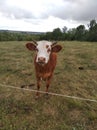 Brown cow with white nozzle